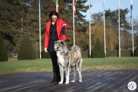 Trophée Eymar Dauphin 2023, Les 128 Chiens Les Plus Beaux De France