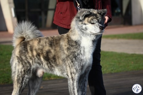 Trophée Eymar Dauphin 2023, Les 128 Chiens Les Plus Beaux De France